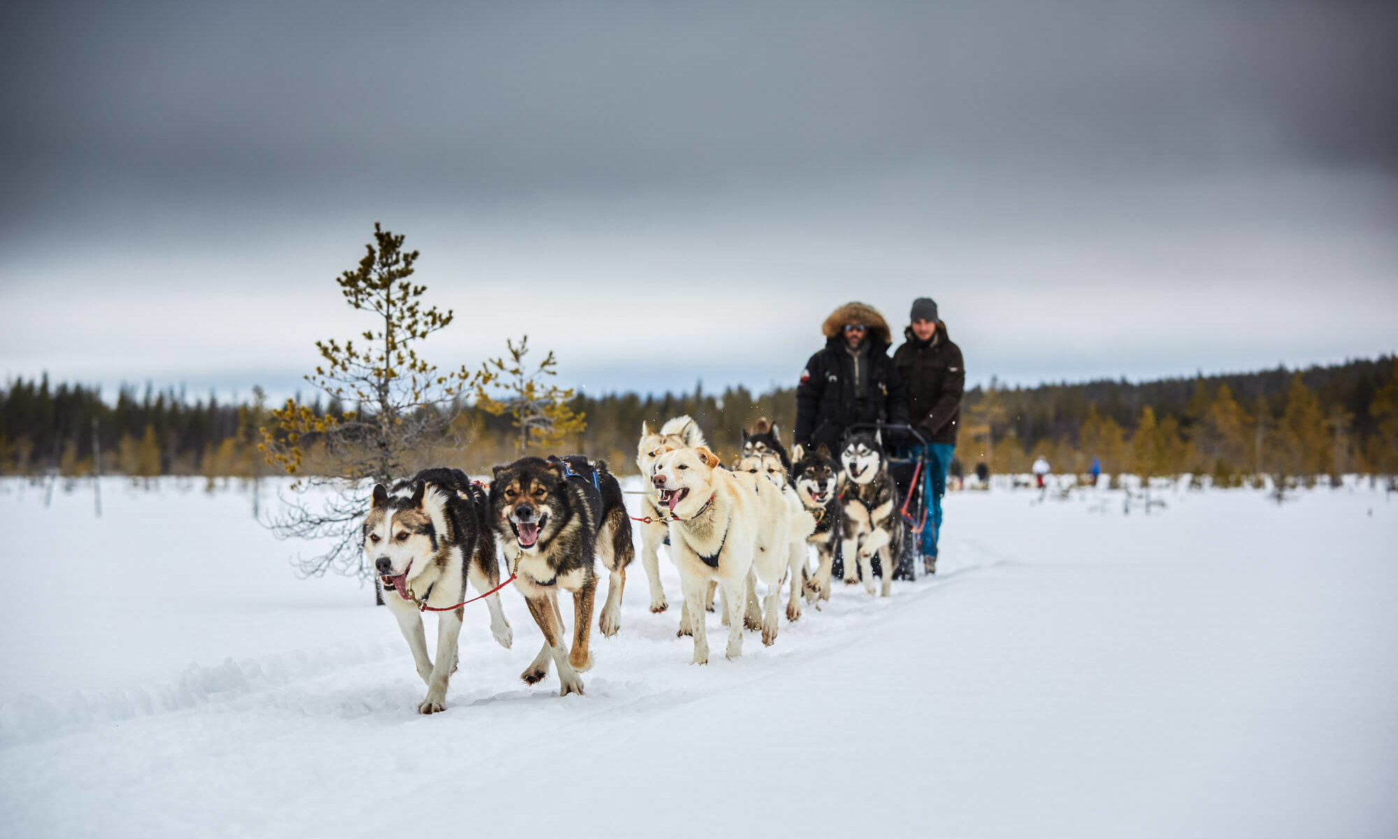 Attelage de chiens de traineau en Laponie suédoise