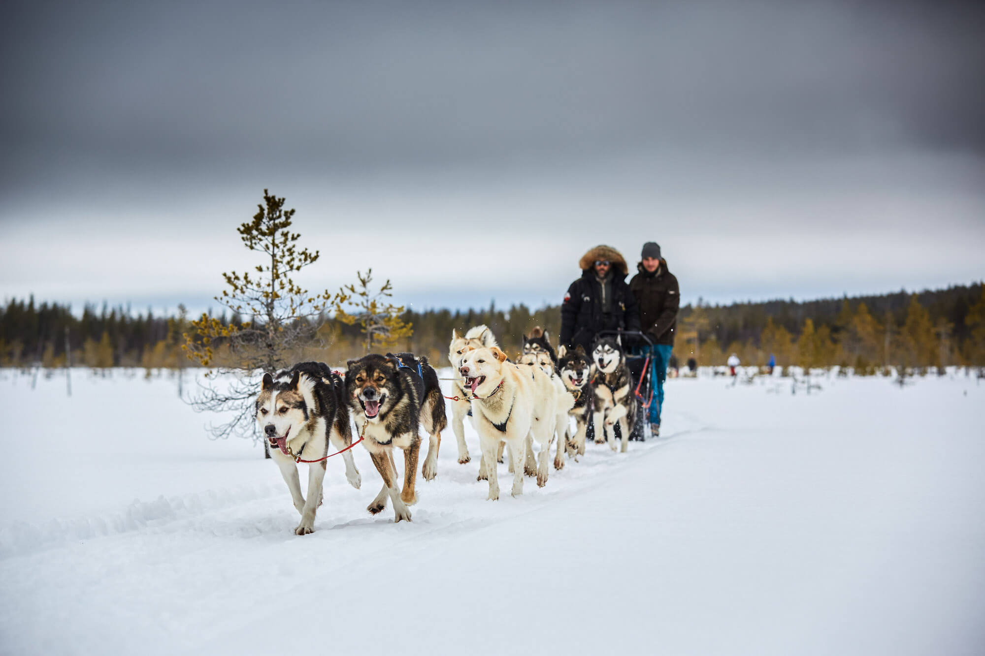 Les races de chiens de traîneau - Flarken Adventure, image size:2000x1333