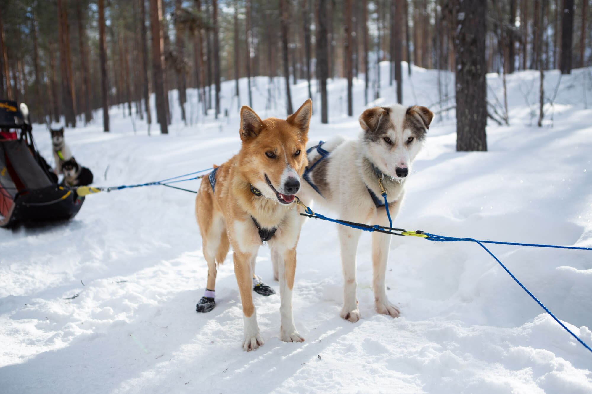 séjour chiens de traineau en Laponie suédoise : deux alaskan huskys attelés