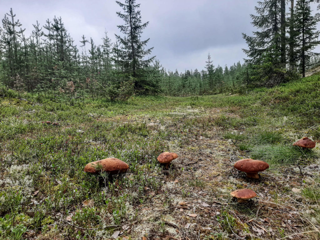 Restauration : cèpes en foret en laponie suédoise