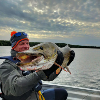 Un énorme brochet pris pendant un séjour de pêche en laponie suédoise