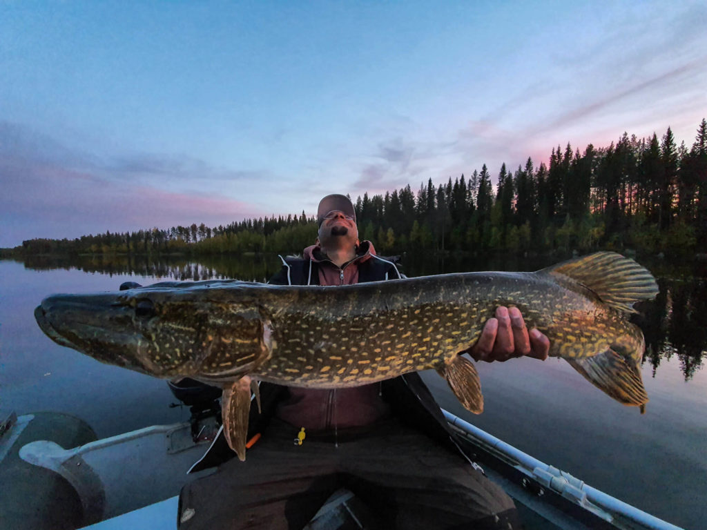 Un brochet pris pendant un de nos séjours de pêche en laponie suédoise
