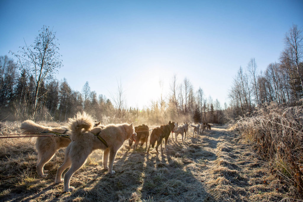 Attelage de chiens de traineau en Laponie suédoise