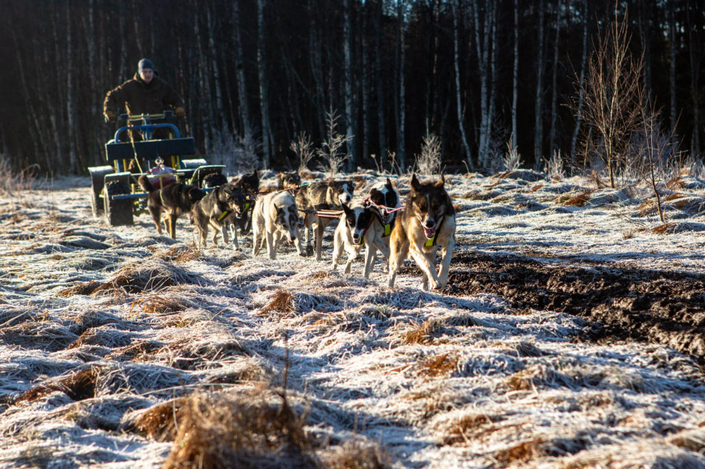 attelage de chiens de traineau pendant un entrainement en laponie suédoise