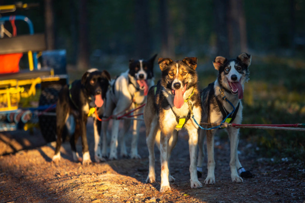 Chiens de traineau a l'entrainement d'automne en Laponie suédoise