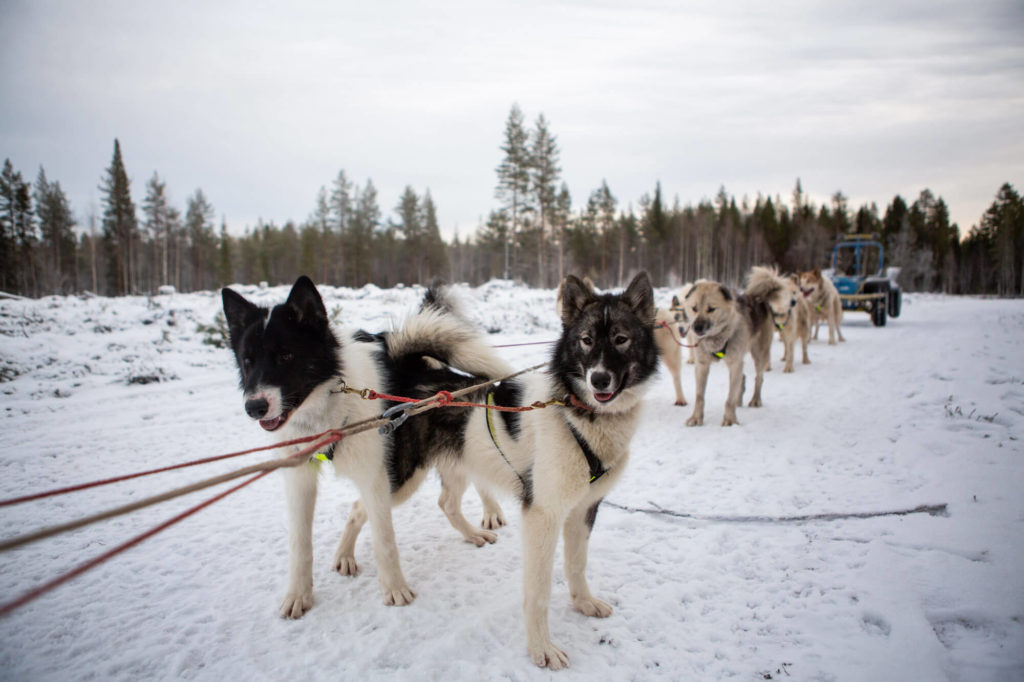 Jeunes chiens de traineau à l'attelage en Laponie Suédoise