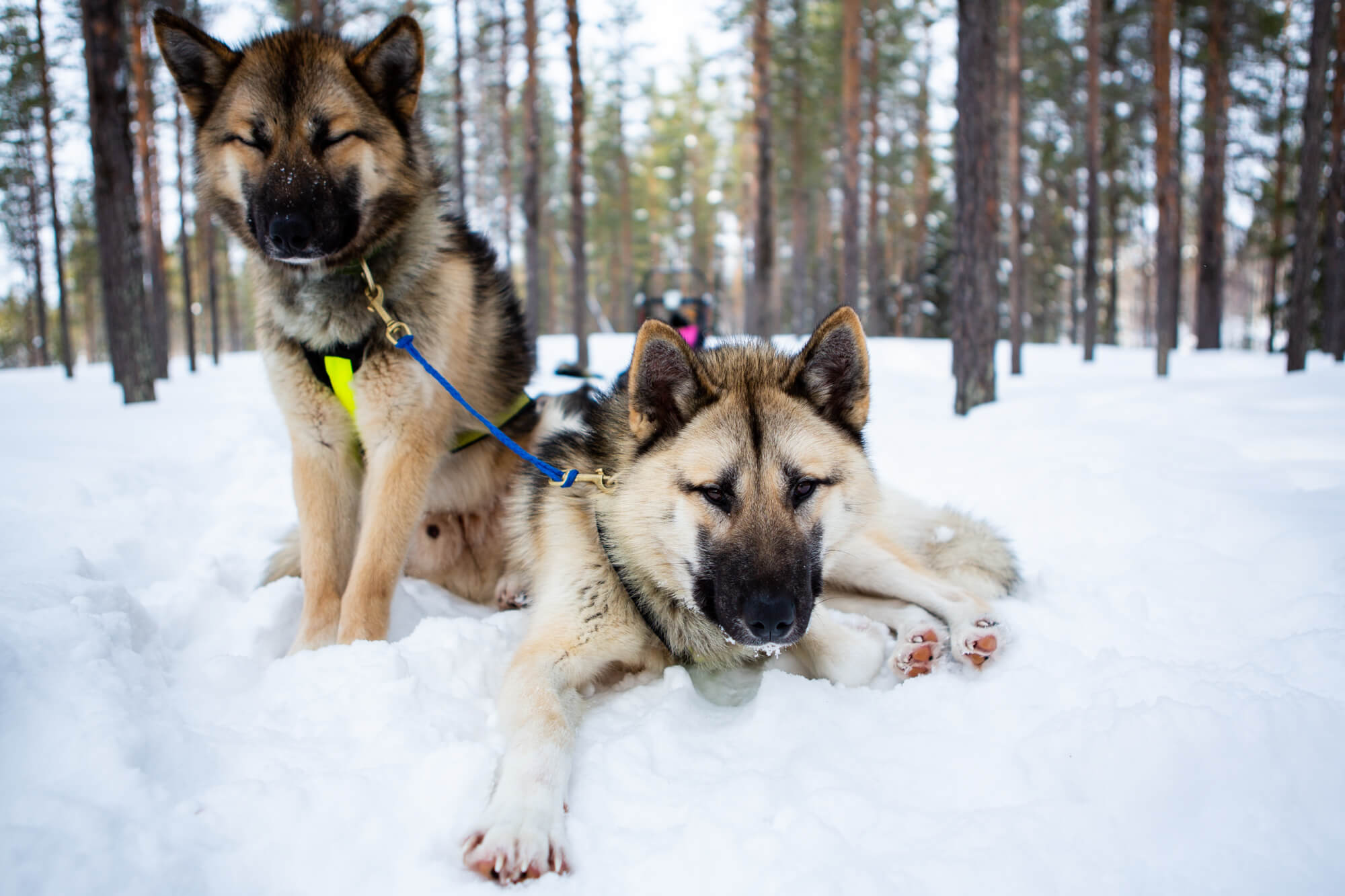 Deux chiens de traineau pendant la pause d'un raid chiens de traîneau en Laponie suédoise