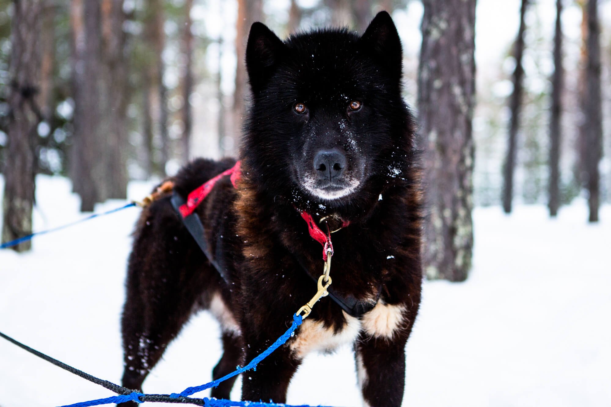Raid chiens de traîneau en Laponie : Portrait d'un groenlandais