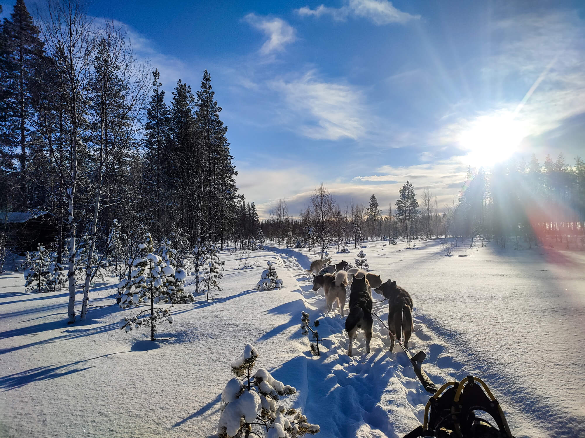 Attelage de chiens de traineau en laponie suédoise