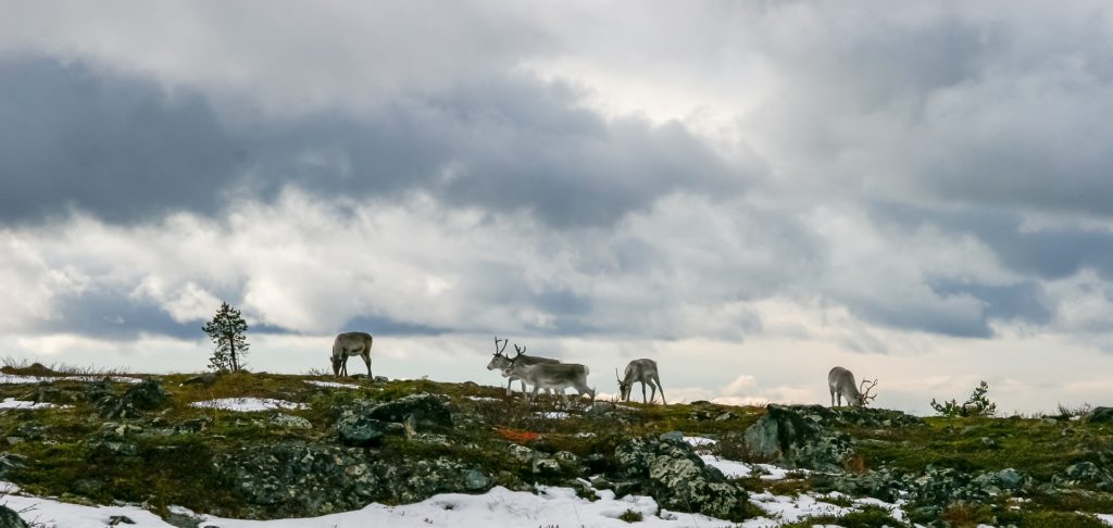 Quelques rennes se nourrissent de lichen au sol