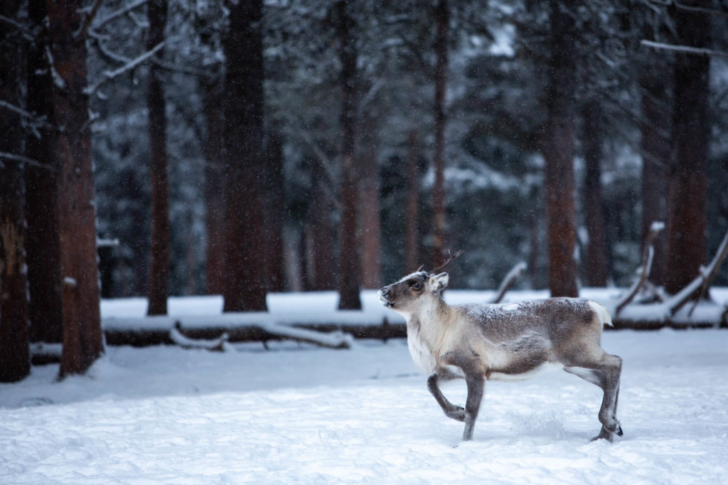 un renne gambade en foret en Laponie suédoise