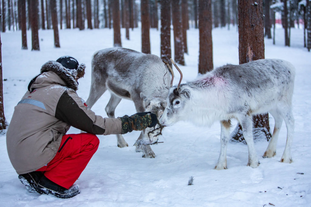 Un touriste donne à manger à un renne pendant une visite d'élevage