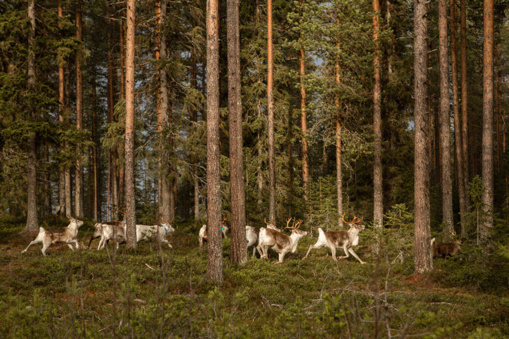 Un petit troupeaux de rennes dans la foret en Laponie suédoise