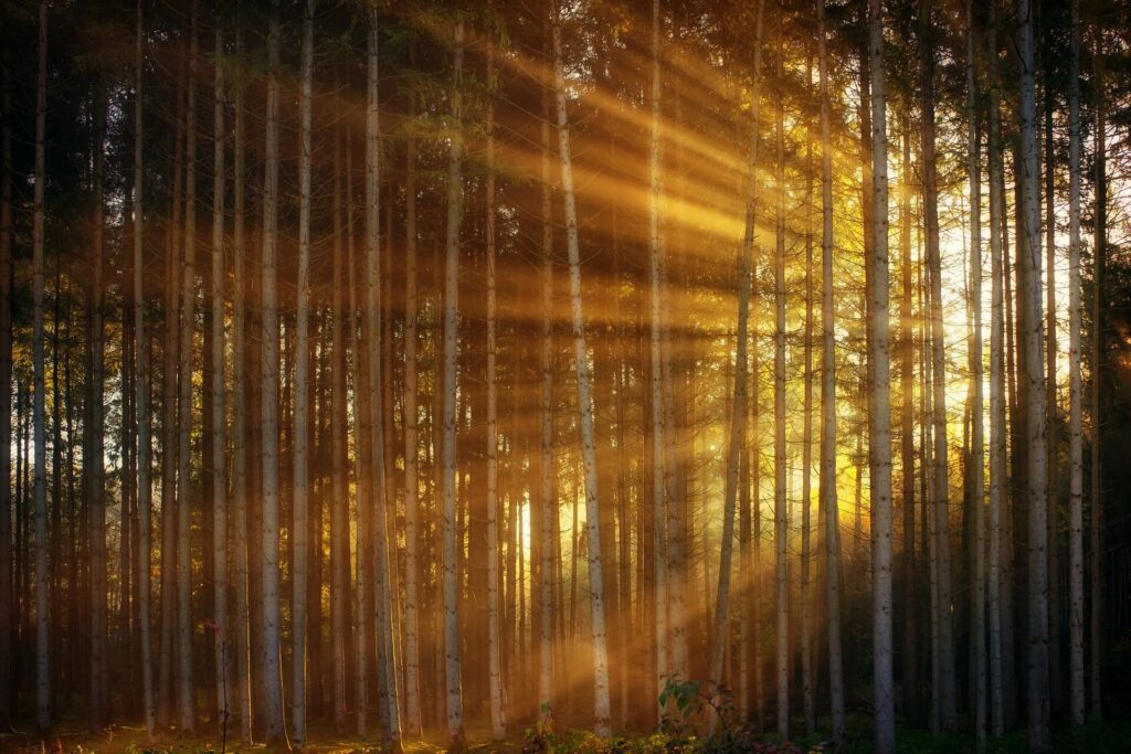Des rayons de soleil traversent une forêt de bouleaux