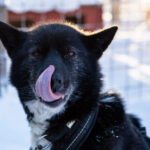 chien-traineau-laponie-suede-flarken-adventure-44 Portrait d'un chien de traineau en Laponie, Suède