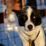 chien-traineau-laponie-suede-flarken-adventure-45 Portrait d'un chien de traineau en Laponie, Suède