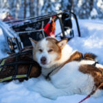 chien-traineau-laponie-suede-flarken-adventure-83 Portrait d'un chien de traineau en Laponie, Suède