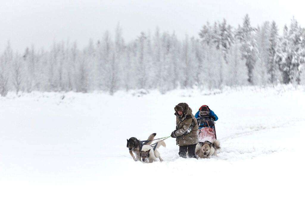 Un handler aide un musher avec son attelage en Laponie Suédoise @Flarken Adventure