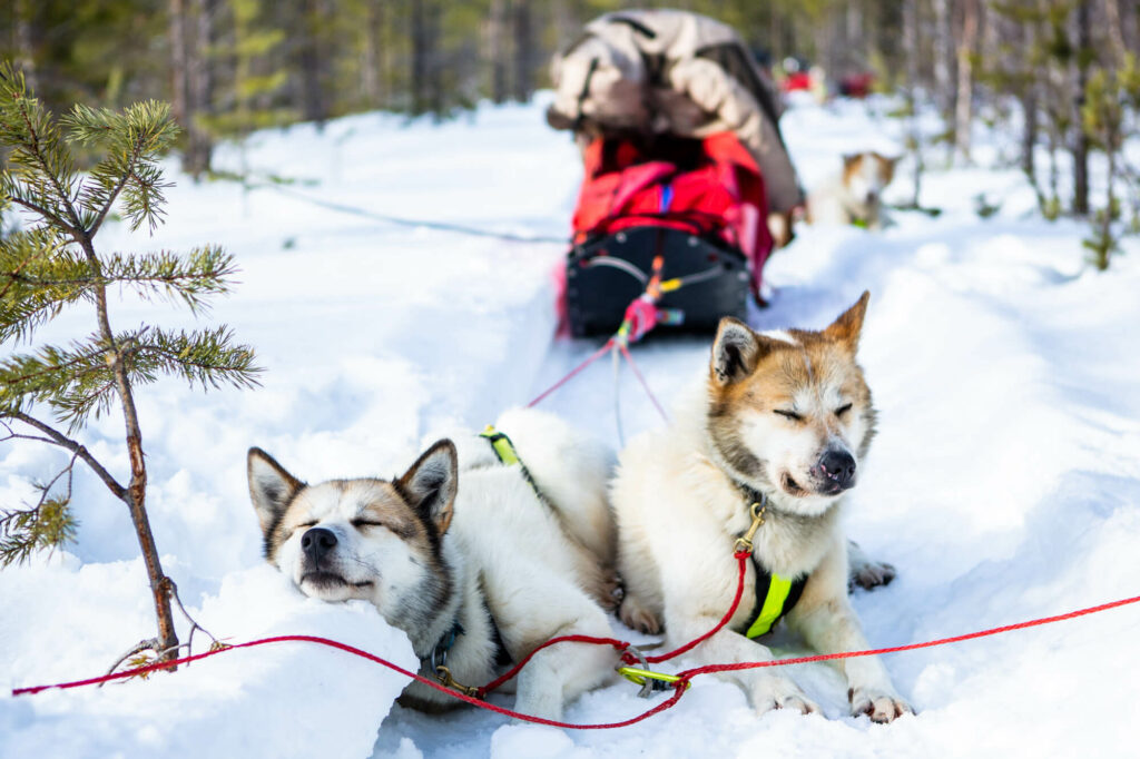 Deux chiens de traîneau se reposent