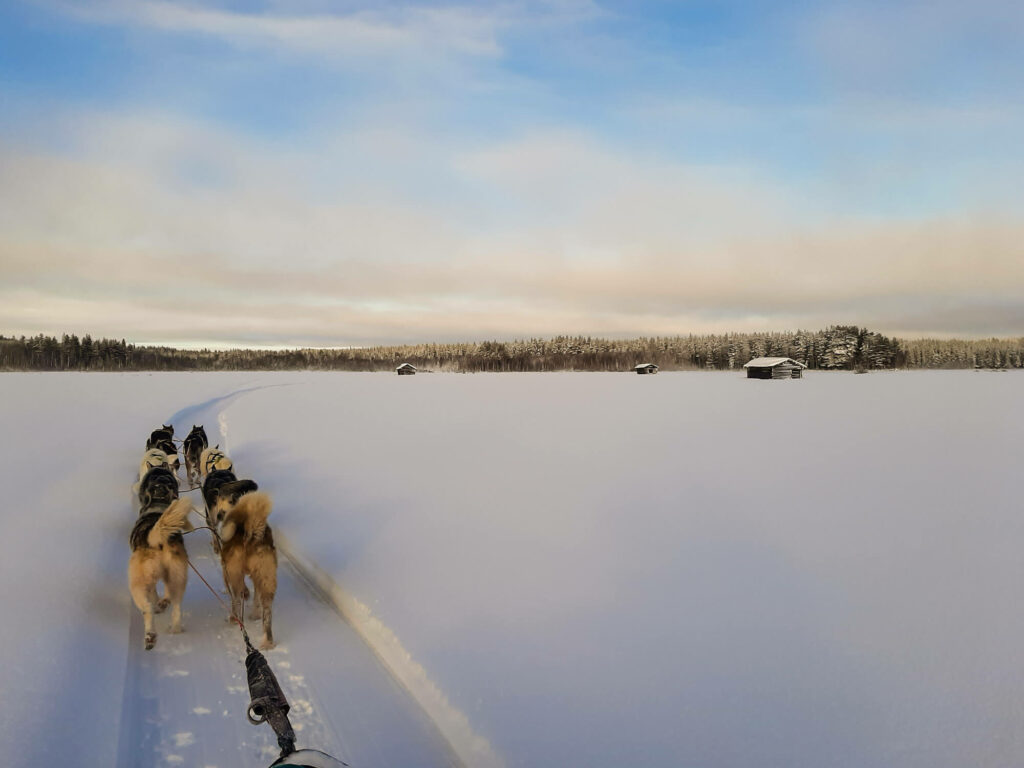 Un attelage de chiens de traîneau en Laponie
