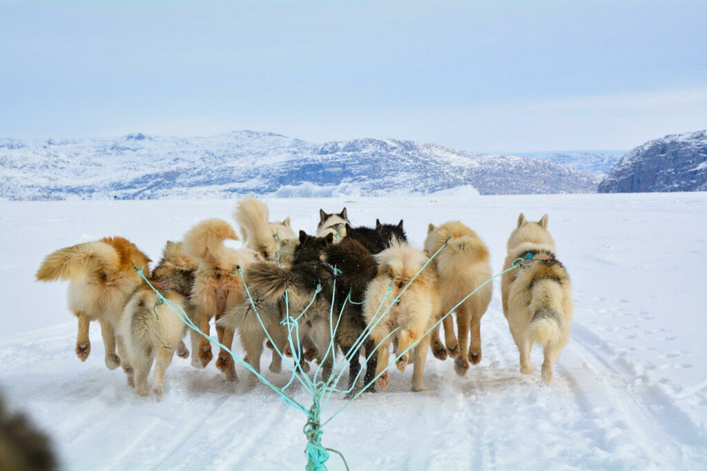 Attelage de chiens en Alaska