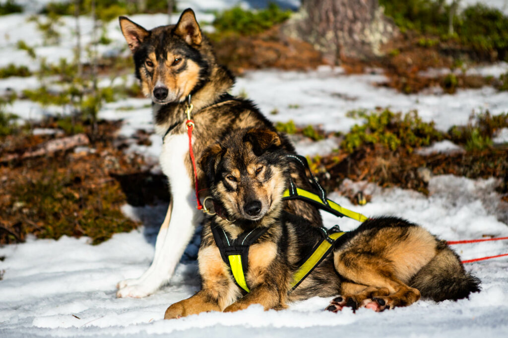 Deux chiens de traîneau en pause en Laponie