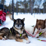 equipe-de-chiens-suede-laponie-flarken-adventure (15) Portrait d'une chienne groenlandaise en Laponie