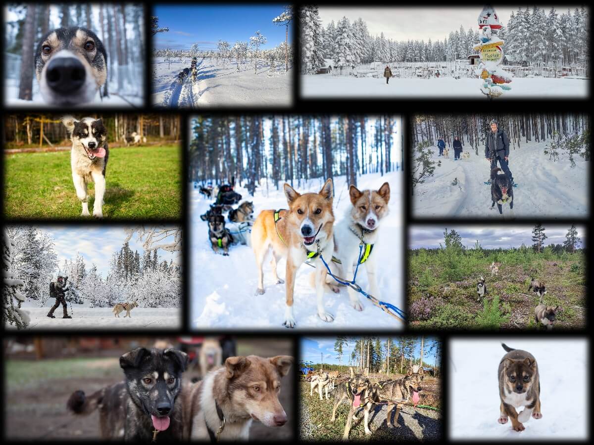 montage de plusiers photos de chiens de traineau