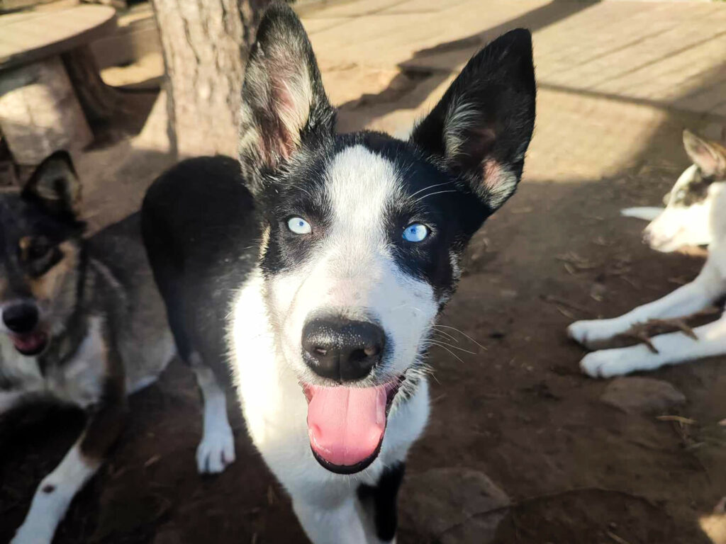 Portrait d'un chiot Alaskan Husky en Laponie après sa séance d'ostéopathie animale