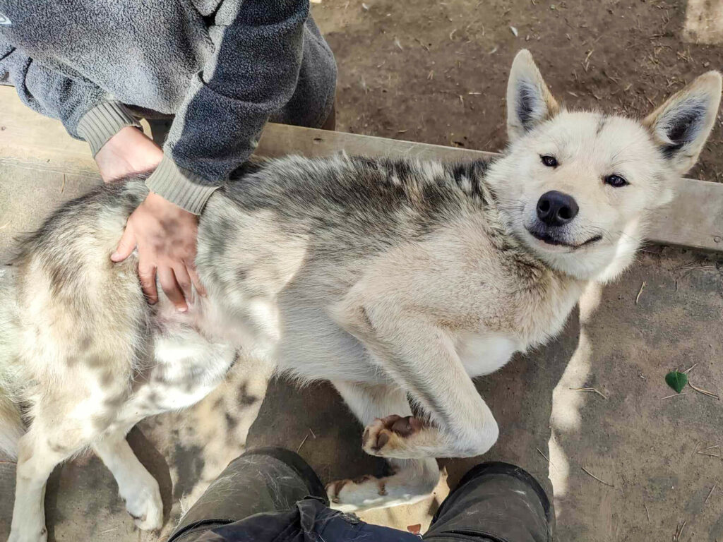 Petite séance d'ostéopathie animale pour un chien de traineau