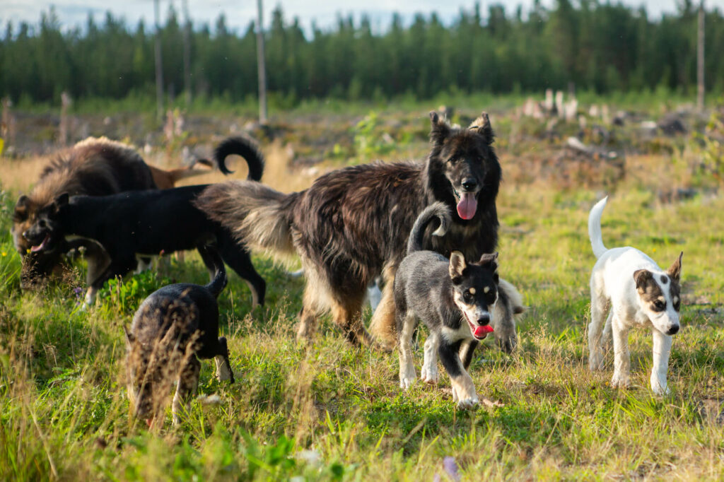 Des chiens se baladent après une séance d'ostéopathie animale en Laponie