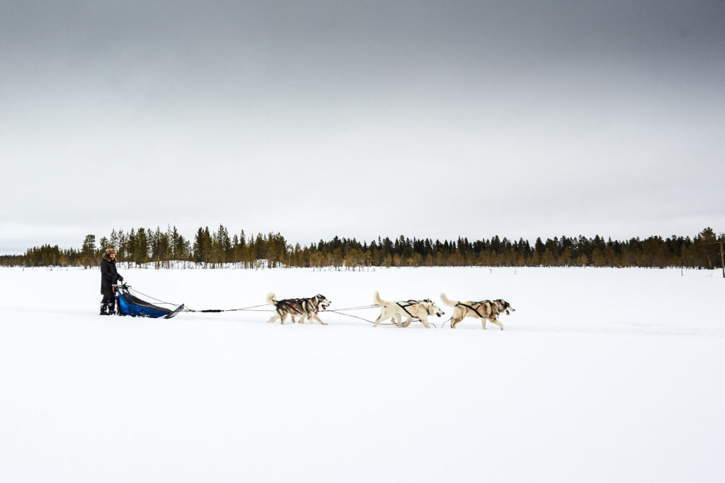 Un attelage de 5 chiens et leur musher en Suède