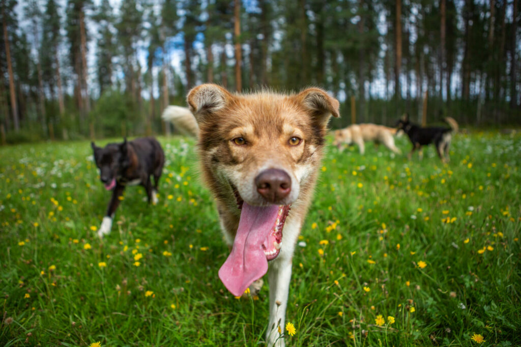 Les bienfaits de l'ostéopathie animale - Portrait d'un chien de traineau