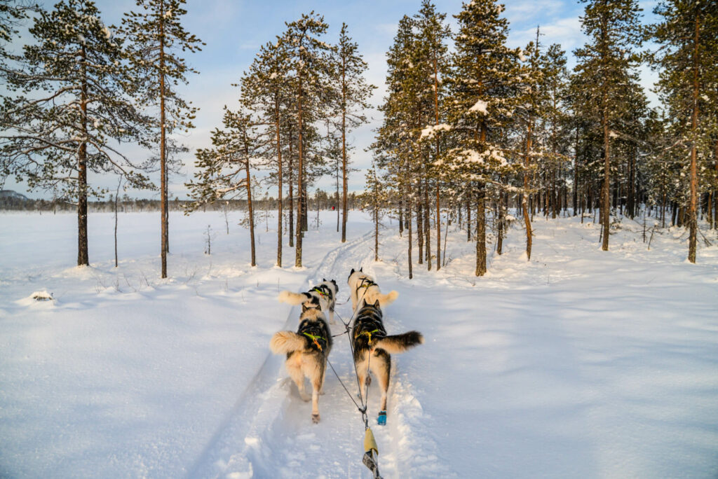 Attelage de chiens courant dans une fôret en Laponie, Suède