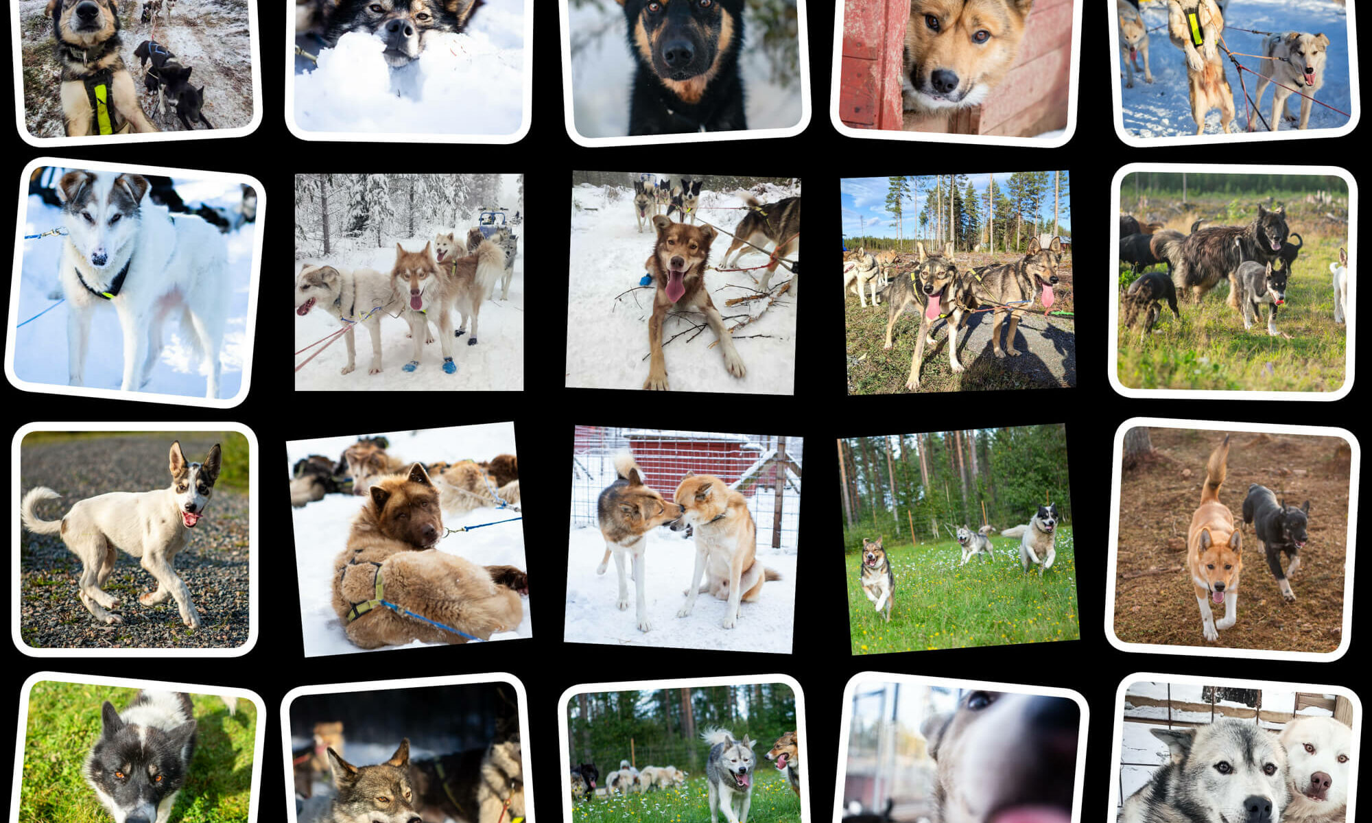 Montage de portrait de chiens de traineau