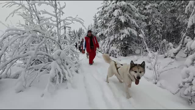 Notre chenil ne compte pas loin de 25 retraités. Afin de leur rendre hommage et qu'ils se sentent encore utiles, chacun de nos groupes (raid ou multi activités) les fait sortir en cani rando.#flarkenadventure #voyage #laponie #chiendetraineau #vieuxchiens