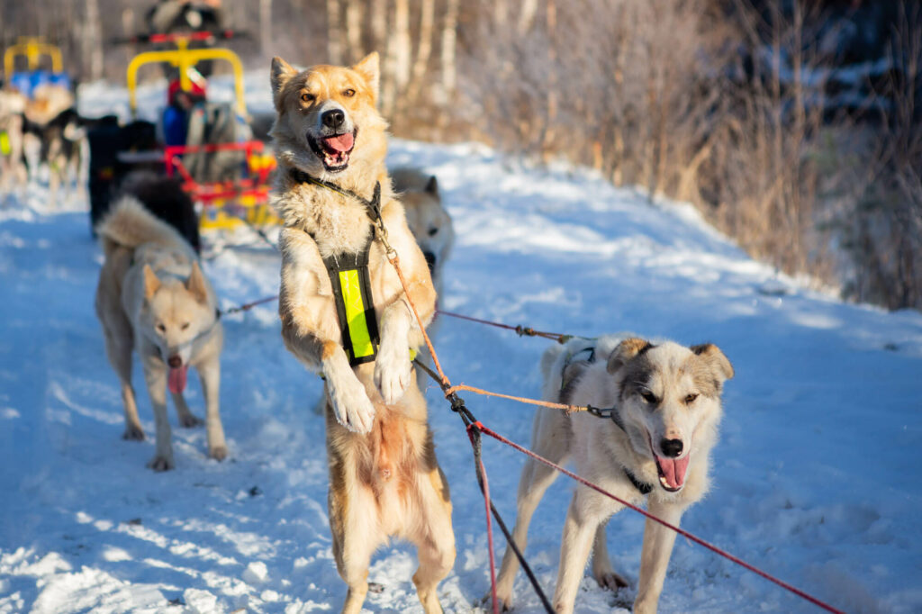 Un chien de traîneau excité d'aller courir