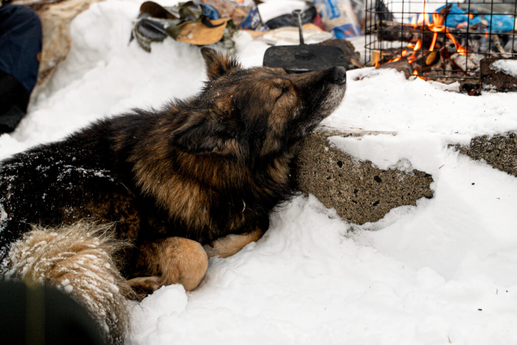 Che, notre berger allemand dort au coin du feu