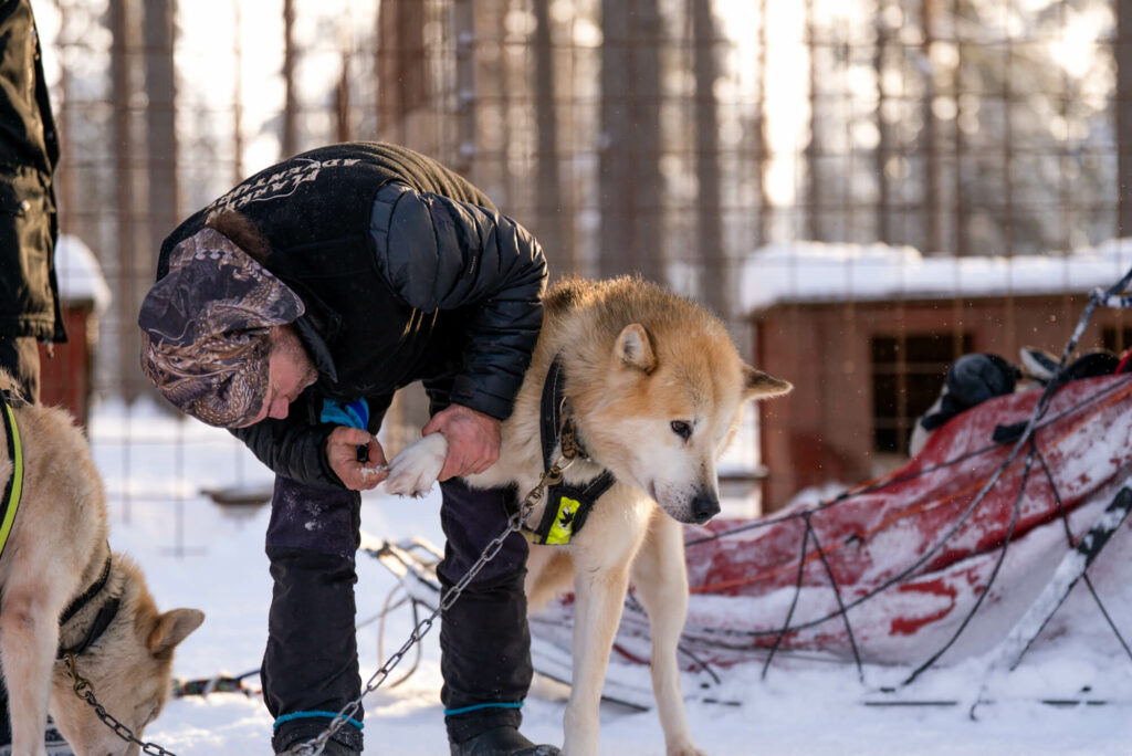 Un musher vérifie les pattes de son chien avant de l'atteler