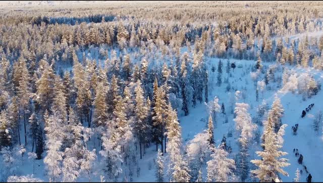 Un hiver très froid mais des paysages à couper le souffle !#flarkenadventure #laponie #visitsweden #chiendetraineau #dogsledding
