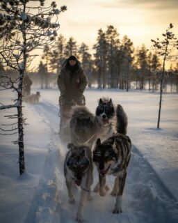 La saison d'hiver est maintenant terminée. L'équipe de chiens et d'humains va pouvoir se reposer un petit peu. Un grand merci à tous les hôtes qui sont venus partager une semaine à nos côtés. Un grand merci aussi à Yasmine, John, Adrien, Jason et Jéromine pour leur implication. Le planning de la saison 2025-2026 est en ligne. Rdv l'hiver prochain pour de nouvelles aventures !Fabien et LauraPS : merci à @anthony.mallea pour la photo et les magnifiques videos tournées cet hiver que vous pouvez retrouver sur notre site internet.#flarkenadventure #suede #laponie #laponiesuedoise #sweden #lapland #swedishlapland #visitsweden #visitskelleftea #vasterbotten #chiendetraineau #chiensdetraineaux #sleddog #dogsledding #happydog #dogofinstragram #visitnorsjö #vacancesdhiver