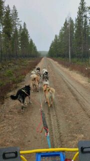 Les chemins ont séché et les températures étaient basses cette semaine alors on en a profité pour continuer le débourrage des chiots !#flarkenadventure #suede #laponie #laponiesuedoise #sweden #lapland #swedishlapland #visitsweden #visitskelleftea #vasterbotten #chiendetraineau #chiensdetraineaux #sleddog #dogsledding #happydog #dogofinstragram #chiennordique