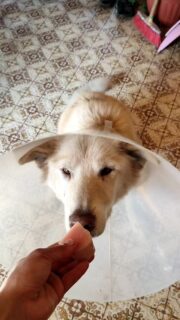 Kamala se remet doucement de son opération d'urgence suite à une infection utérine...Au programme, repos, mais aussi blanc de poulet, croûte de fromage, moments avec Chouette et petites sorties !#flarkenadventure #suede #laponie #laponiesuedoise #sweden #lapland #swedishlapland #visitsweden #visitskelleftea #vasterbotten #chiendetraineau #chiensdetraineaux #sleddog #convalescence