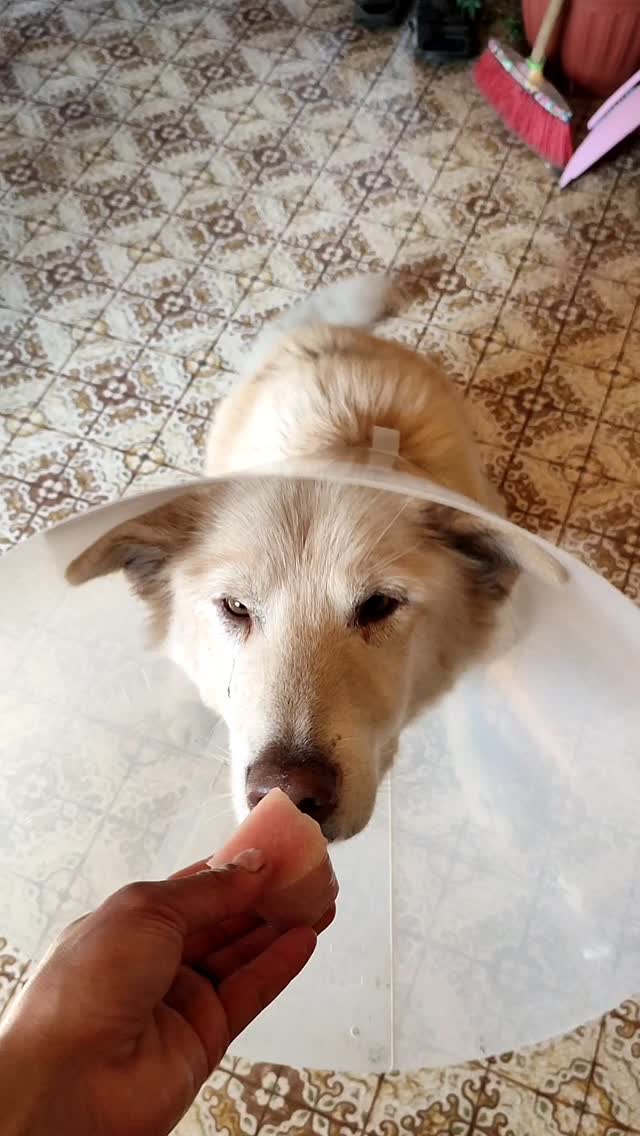 Kamala se remet doucement de son opération d'urgence suite à une infection utérine...Au programme, repos, mais aussi blanc de poulet, croûte de fromage, moments avec Chouette et petites sorties !#flarkenadventure #suede #laponie #laponiesuedoise #sweden #lapland #swedishlapland #visitsweden #visitskelleftea #vasterbotten #chiendetraineau #chiensdetraineaux #sleddog #convalescence