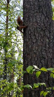 Le petit écureuil que nous nourrissons depuis 1 an nous a ramené sa petite famille !#flarkenadventure #suede #laponie #laponiesuedoise #sweden #lapland #swedishlapland #visitsweden #visitskelleftea #vasterbotten #visitnorsjö #squirrel #ecureil #naturegram #animallover