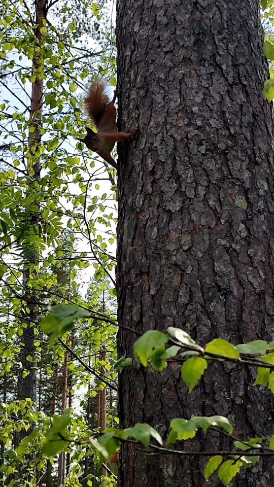 Le petit écureuil que nous nourrissons depuis 1 an nous a ramené sa petite famille !#flarkenadventure #suede #laponie #laponiesuedoise #sweden #lapland #swedishlapland #visitsweden #visitskelleftea #vasterbotten #visitnorsjö #squirrel #ecureil #naturegram #animallover