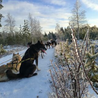 Les entraînements continuent avec du froid et du soleil 🥶😎 Les p'tits toutous sont ravis !#flarkenadventure #suede #suède #laponie #laponiesuedoise #sweden #swedishlapland #visitsweden #visitskellefteå #visitnorsjö #alaskanhusky #chiendetraineau #chiensdetraineau #sleddog #sleddogs #dogsledding #chiennordique