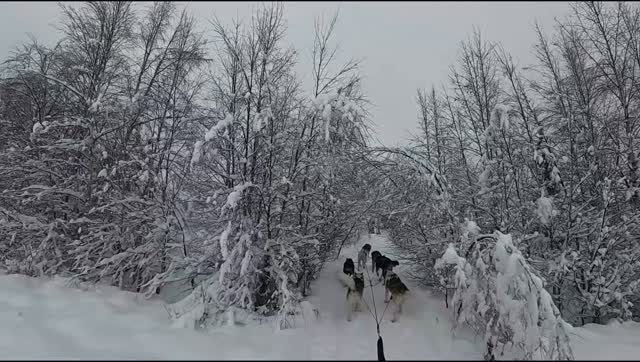 J-6 avant la saison. Les chiens sont en forme, les pistes sont prêtes, on vous attend !! ❄️ 🐾 #flarkenadventure #laponiesuedoise #chiendetraineau #sleddog