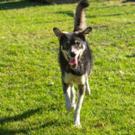 un chien de traîneau se balade en été en Laponie