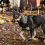 Chiot Alaskan Husky de chez Petter Karlsson En Suède